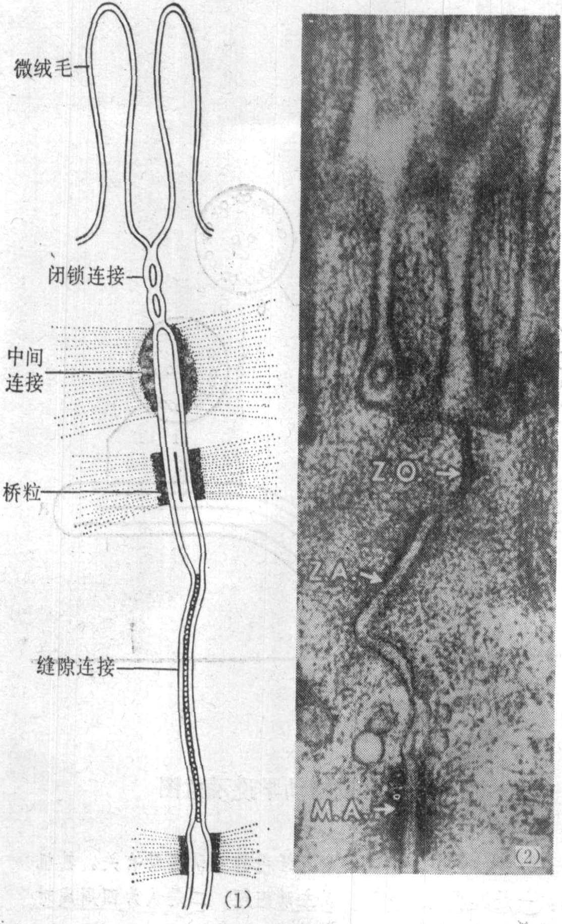 圖2~12 上皮間鄰接